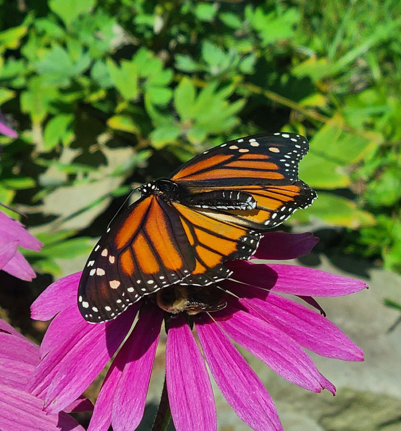 This monarch butterfly is one of many varieties of butterflies seen at GAIT Therapeutic Riding Center’s garden in Milford Township over the course of the summer. If you move slowly, you can get pretty close to butterflies and get a good shot. Phone cameras have a reasonable depth of field and do well with close or macro shots...